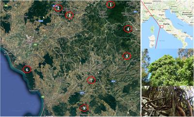 Introgression Among Cultivated and Wild Grapevine in Tuscany